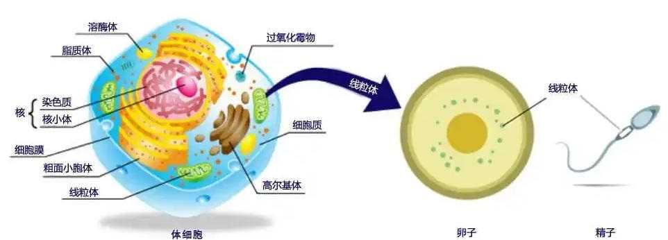第三代試管嬰兒技術(shù)有哪些好處和不足